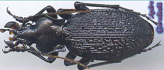 http://www.gorodinski.ru/carabus/Imaibius caschmirensis s.str.jpg